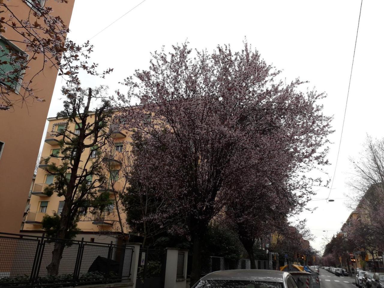 Sant'Orsola Bologna Appartamento Ngoại thất bức ảnh